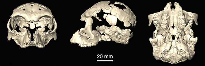 Pliobates cataloniaͷؽ