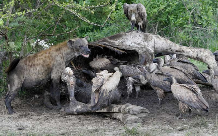 偷猎者向动物尸体投毒 非洲11种秃鹫中有6种濒临灭绝