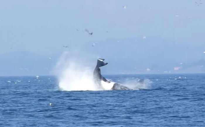 加拿大海域虎鲸将海豹拍打至距海面80英尺高天空