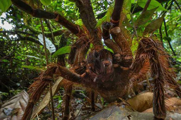 雨林中听到脚步声 原来是世界上最大的蜘蛛——南美巨人食鸟蛛
