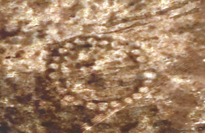 Bestamskoe���ǹ�����˹̹�ĸɲ�ԭ����ӡ�ۣ�������ֶԸõ��νṹ�����о���ͬʱ�̼��˶Ըõ����ĸ����о���Ŀ�����������ڽ�����Щ��ͬѰ�����νṹ����ʵ��