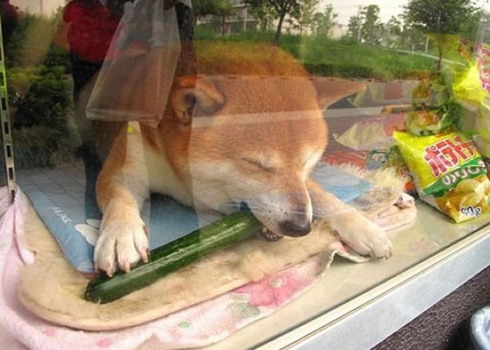 没有客人时,小柴君最爱躺在玻璃柜下,咬着最爱的零食小黄瓜睡觉。