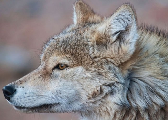 BBC�ٳ�����٣����������򡷼�¼Ƭ��һֻ��Ұ�ǡ�ʵ������һֻ��ѱ���Ļ���