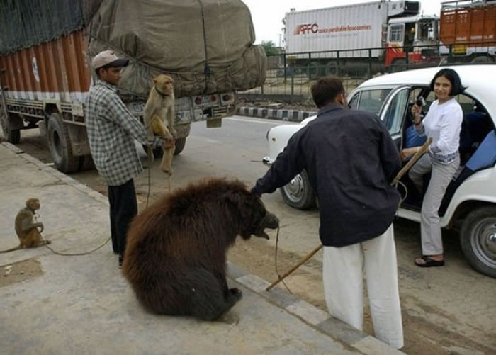 很多地方都有人以熊跳舞娱乐游客的方式赚取金钱