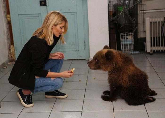 莫莉.金与一只遭偷猎者打断双腿的幼熊互动。