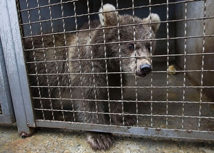 一些幼熊被救后获送至狗只收容所