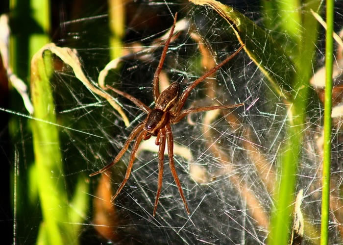 ֲǰһȾӢҵרŬãֲɴֳĿ