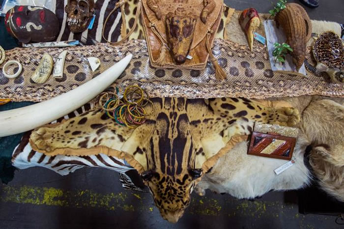 2014年在甘迺迪机场,海关展示被没收的云豹毛皮和其他非法野生生物产品。云豹身体各部位的非法交易,对这个物种构成日益严重的威胁。 Photograph by L