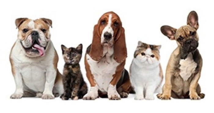 猫狗过去一向被视为令儿童患哮喘病的致敏原