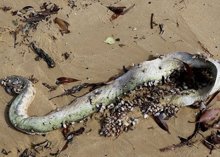 綾ߡۺߡԭӵ3ǧİϤɳ̲