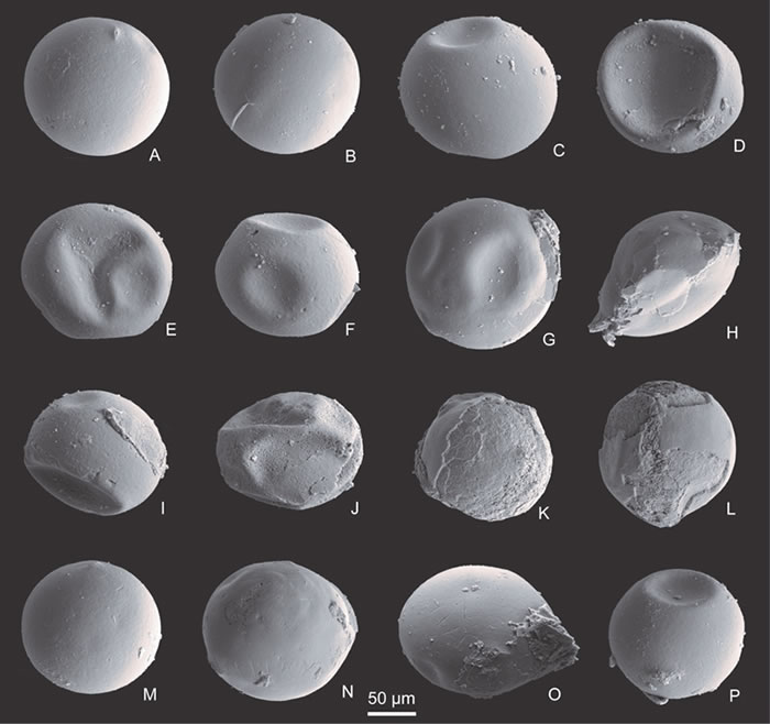 三维立体保存的东方叶肢介卵化石