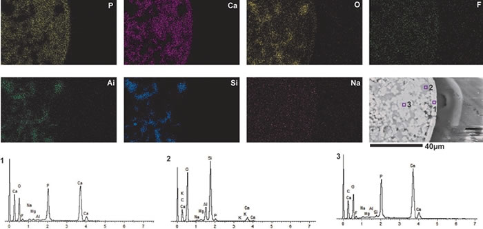 对叶肢介卵化石的显微薄片进行元素扫描分析结果