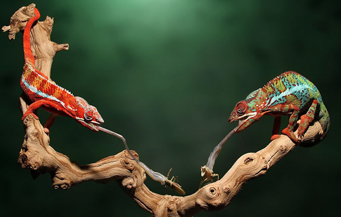 美国摄影师抓拍到两只变色龙同时伸出舌头闪电捕食的珍贵镜头