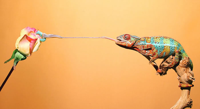 变色龙的舌头据称是世界上运动最快的肌肉