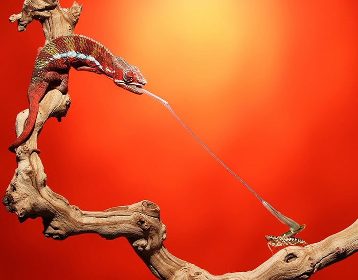 克伦威尔搭建好布景后将宠物变色龙放到枯枝上,等待抓拍它们捕食的瞬间。