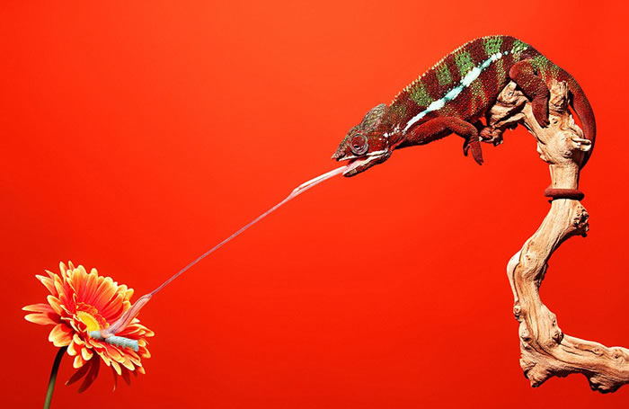 克伦威尔称一看到变色龙伸出舌头就立马按下相机快门