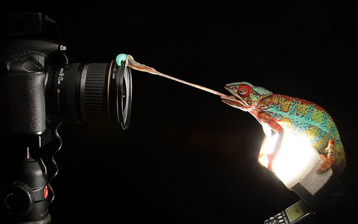 克伦威尔将食物放在镜头上