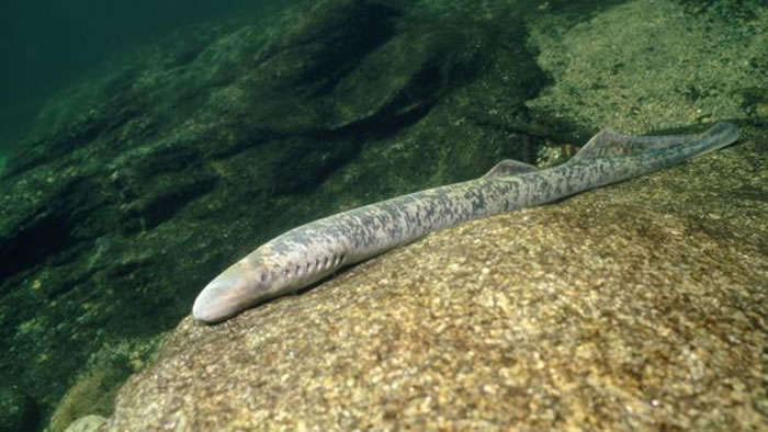 ����������ѧ����Petromyzon marinus��