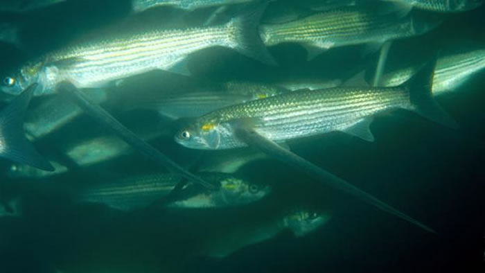 ��ʳ������ѧ����Liza aurata��ѪҺ�ĺ�������