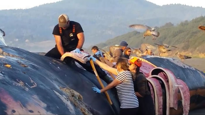 研究人员将去掉尸体的皮肉,将骨骼送至博物馆用于教学和科研。