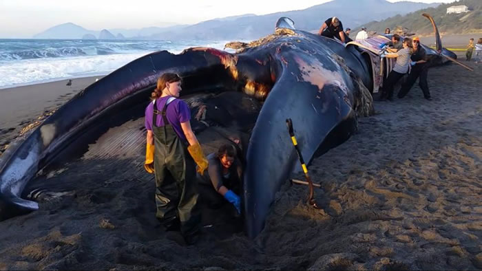 这头蓝鲸被冲上海滩前已经死亡2周