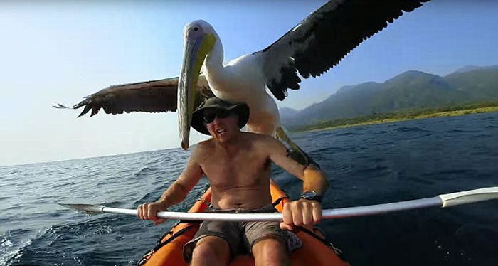 坦桑尼亚国家公园一只受救助的鹈鹕首次捕食的可爱场面