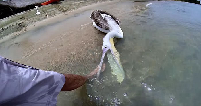 坦桑尼亚国家公园一只受救助的鹈鹕首次捕食的可爱场面