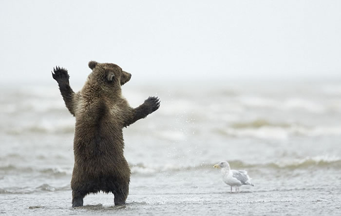 美国阿拉斯加州克拉克湖国家公园海滩棕熊宝宝为海鸥热舞