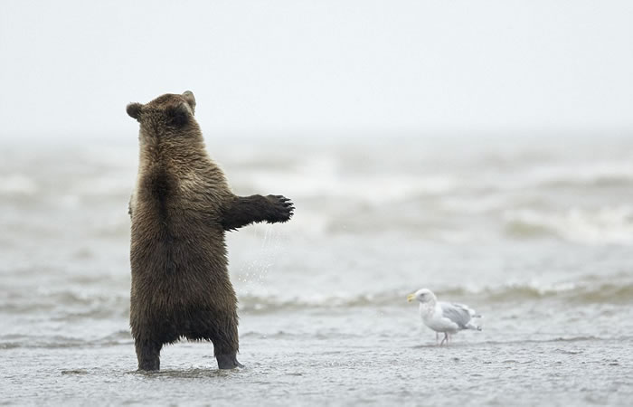 来自英国的摄影师西森抓拍到棕熊宝宝的热舞场景
