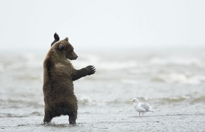 这只熊宝宝伸展自己巨大的前掌,露出锋利的爪子。