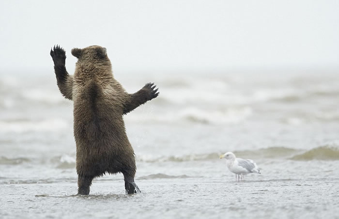 尽管海水已经袭来,但这只熊宝宝似乎并不介意双脚被沾湿。
