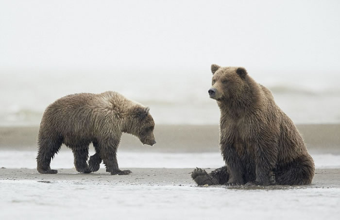 棕熊宝宝完成舞蹈后, 重新返回母亲身边。