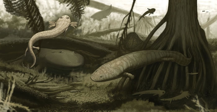 图像再现古代湖泊生态系统中灭绝的两栖动物新物种Timonya anneae(左)和Procuhy nazariensis(右)。