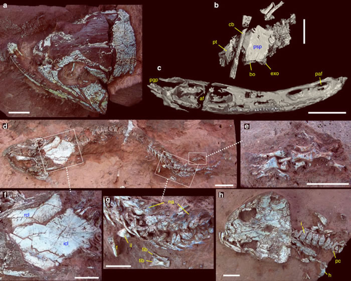 南美最古老爬行动物遗骨旁发现两种2.78亿年前两栖动物化石