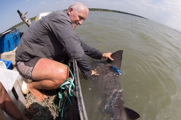 最难捕获的鲨鱼“剑齿鲨”已被标记并且释放