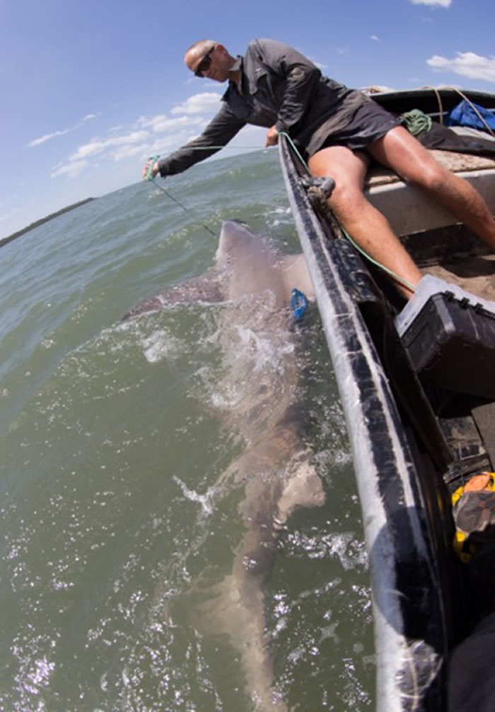 最难捕获的鲨鱼“剑齿鲨”已被标记并且释放