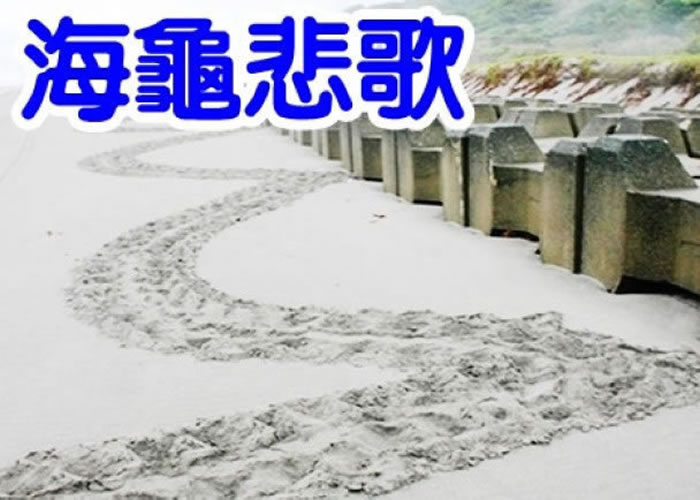 沙滩上出现多个连续半圆足迹,正是海龟找不到适合产卵地的证明