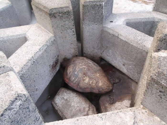 有海龟努力挣扎,想爬出防波石块而导致满身伤痕。