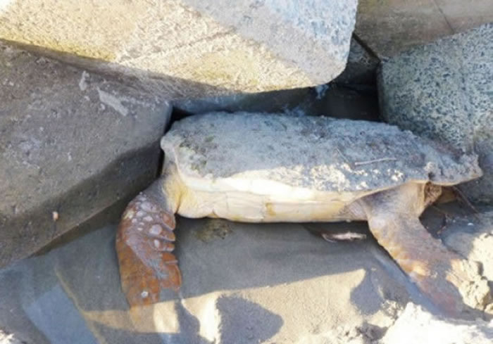 有海龟被卡在防波石块,最终窒息死亡。