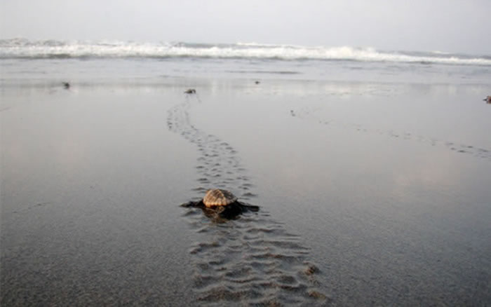 日本表滨海岸每年都有大量海龟走在沙滩上产卵