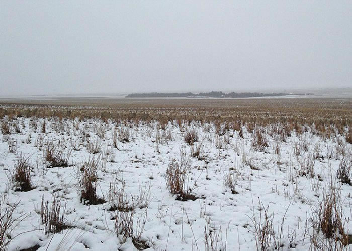 从远处看来,数百只绵羊就像消失了。