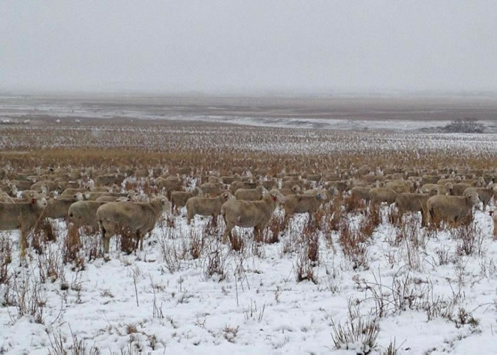 绵羊身躯的倾斜角度一致,令人以为是一排排植物。