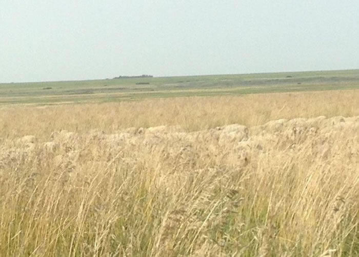 绵羊在长草堆之间觅食,令人难以察觉其存在。