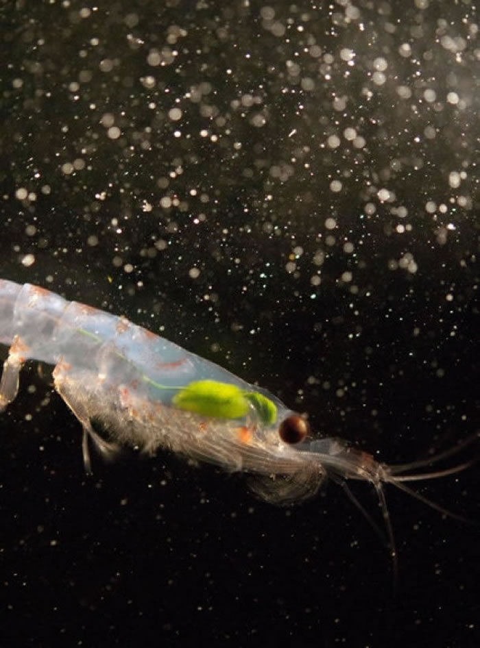 研究人员相信海水温度升高令磷虾数目减少