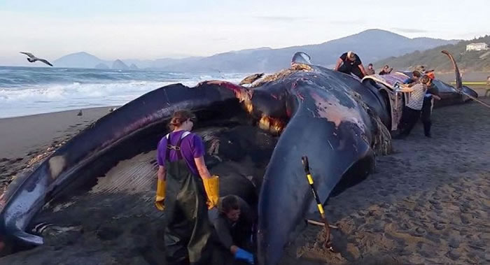 厄尔尼诺杀死蓝鲸 100吨尸体冲上美国西岸