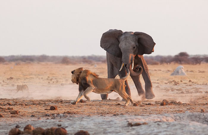 博茨瓦纳纳塞潘国家公园雄狮与公象为争夺水源展开激战