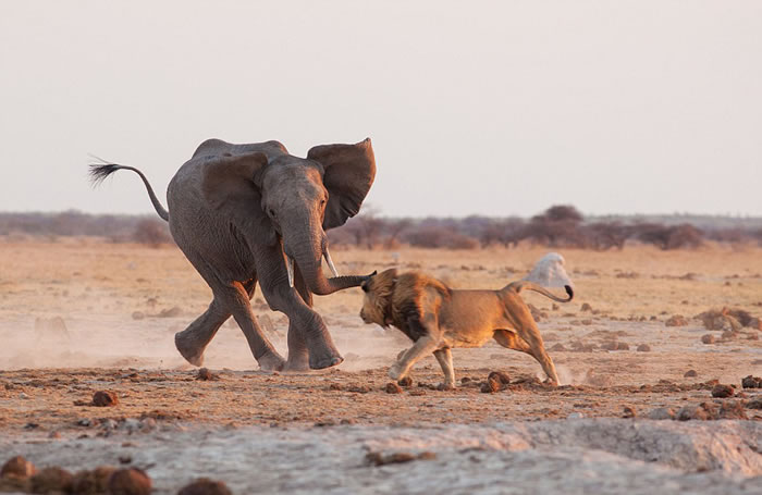 雄狮被迫采取了某些避让措施,但最终抵御住公象的进攻,并最终迫使其后退。