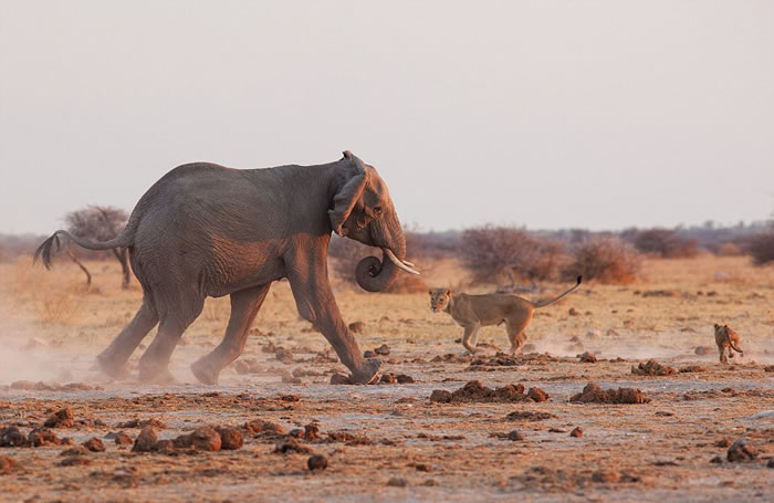 狮子与大象对战了不到一分钟,其它狮子们争相避开愤怒的大象。