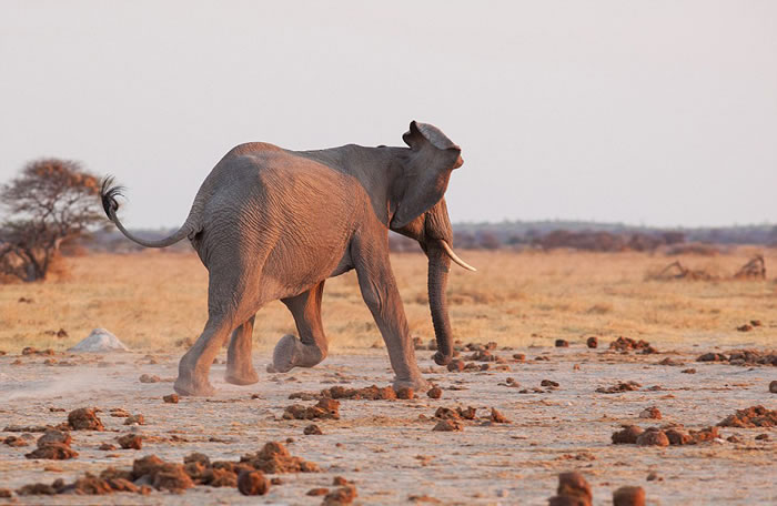 这头大象最终未能击败狮群,选择离开。