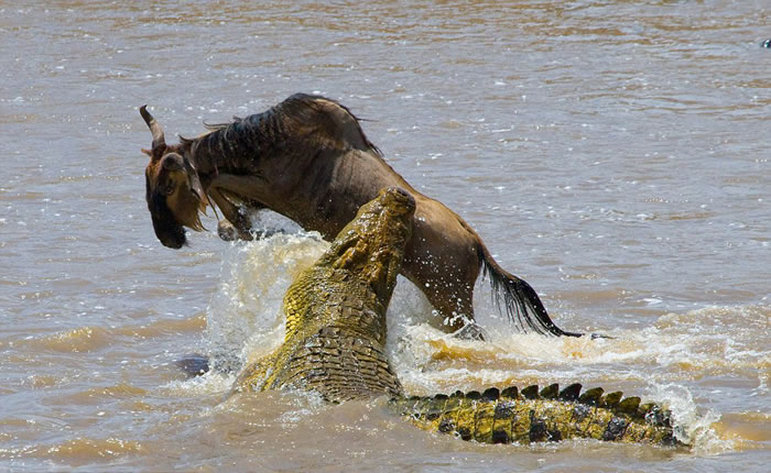 肯尼亚马赛马拉国家保护区角马迁徙横渡玛拉河途中遭鳄鱼偷袭